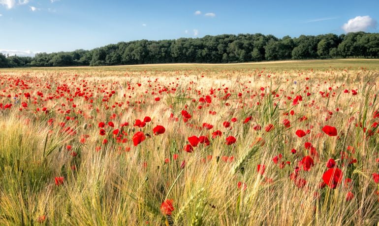 Mapa de amapolas en época estival.