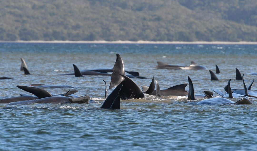 Cientos de ballenas piloto han quedado varadas en Strahan, Tasmania.