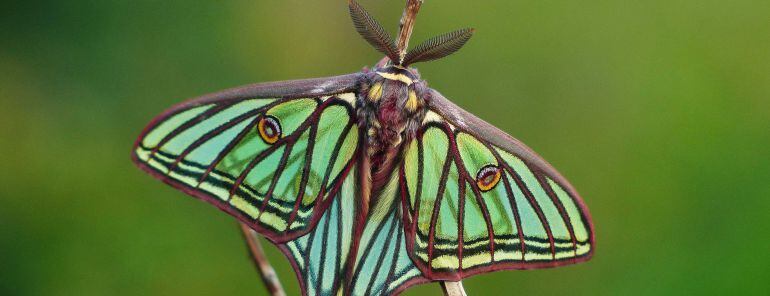 La mariposa isabelina o graellsia se puede observar en la Serranía.