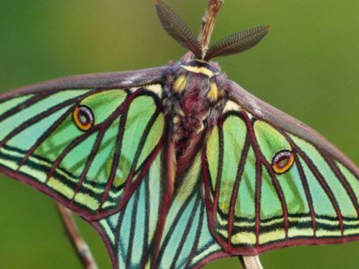 La mariposa del año se puede observar en la Serranía de Cuenca
