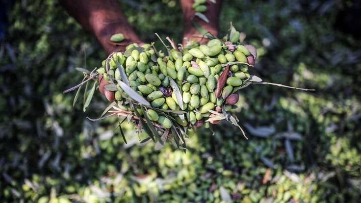 Mejor aceite del mundo