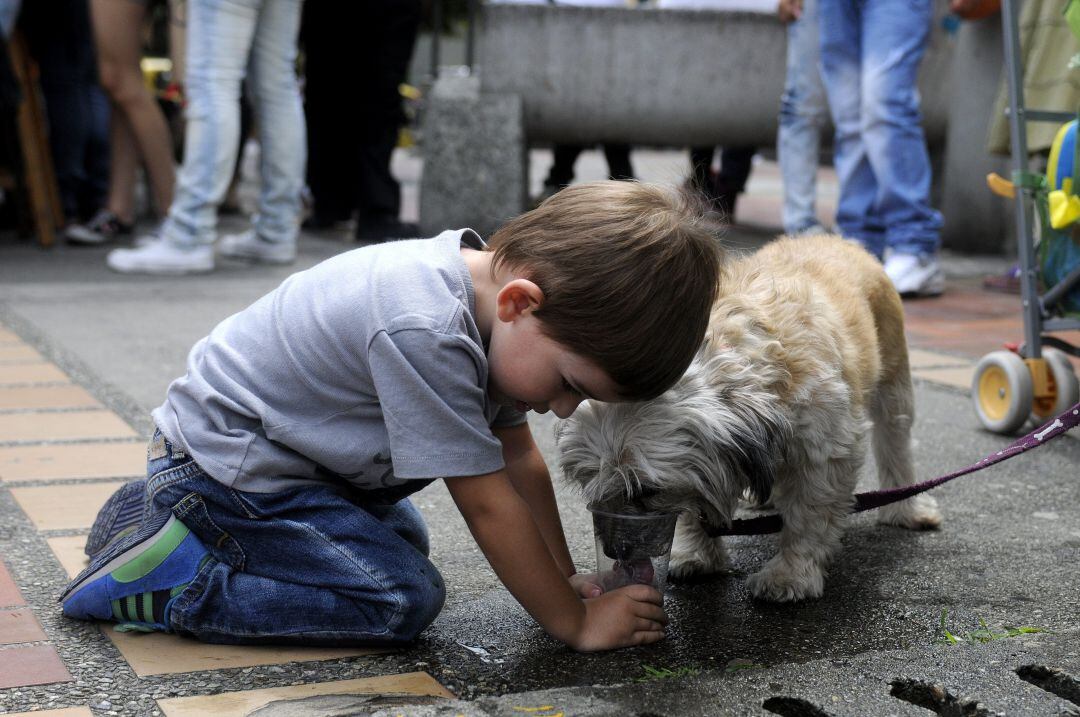 Un niño, dando de comer a un perro.