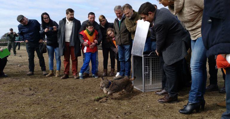 El consejero de Medio Ambiente, José Fiscal (izquierda), y el presidente de la Diputación, Francisco Reyes, abren la jaula para liberar a uno de los linces.