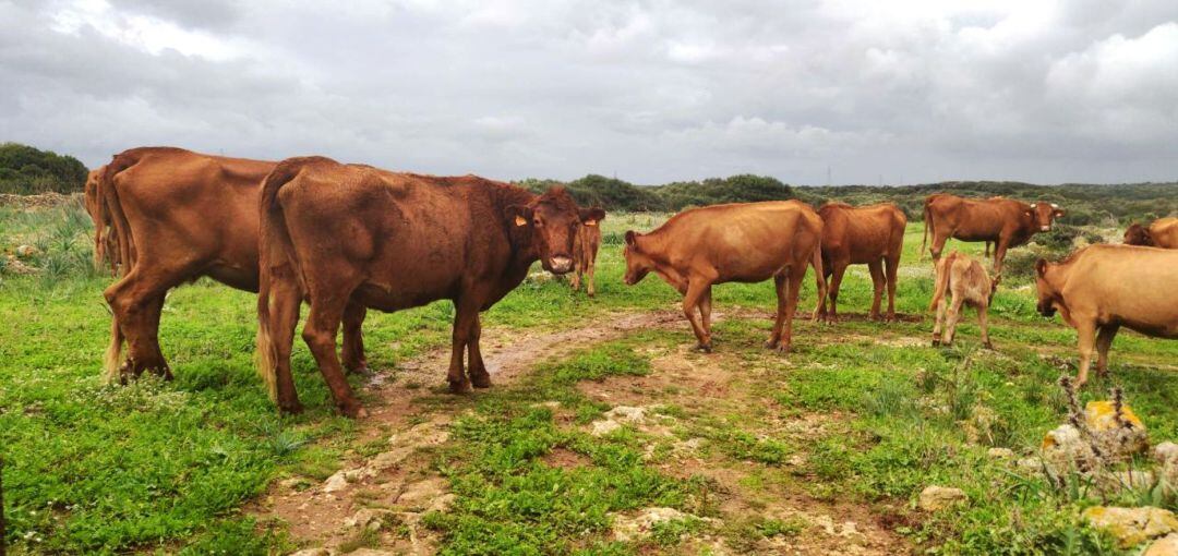 Imagen de las vacas rescatadas