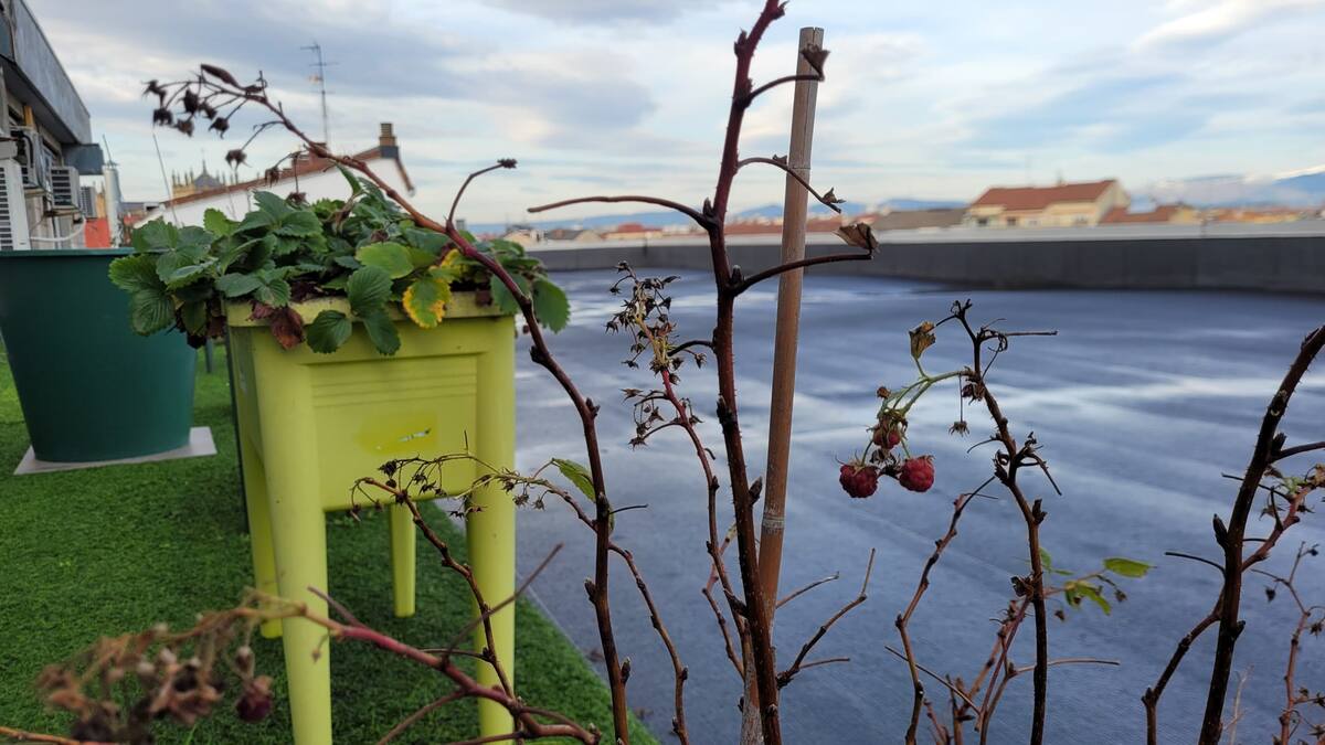 La SER te lleva al huerto: ¿Que nos aportan las nevadas?