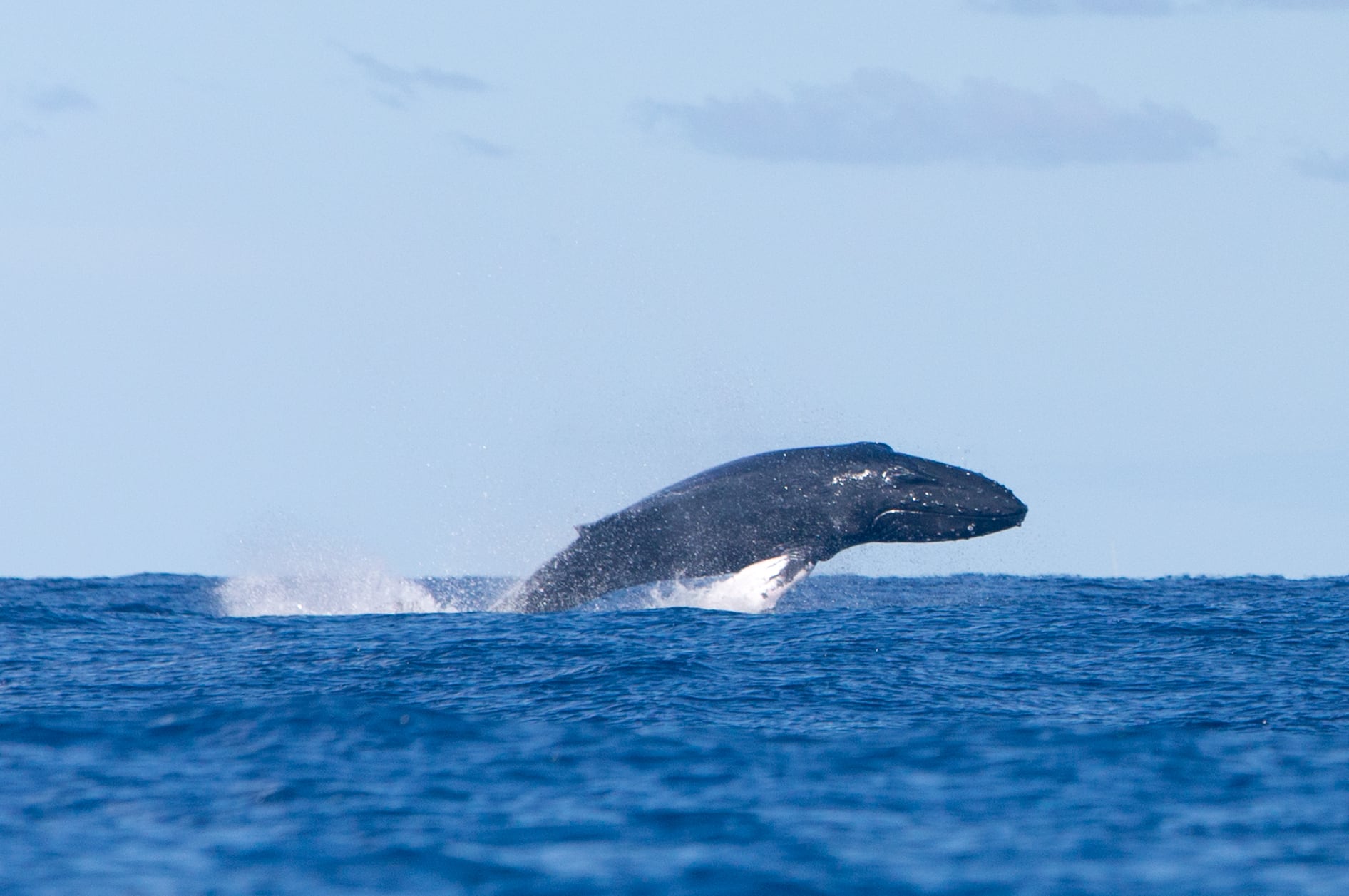 Saltos de una ballena jorobada en el Archipiélago Chinjo, entre Alegranza y La Graciosa.