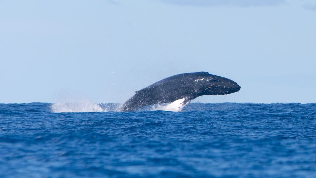 Ciencia Afición en Hoy por Hoy Vigo: las ballenas y orcas en las Cíes y Ons
