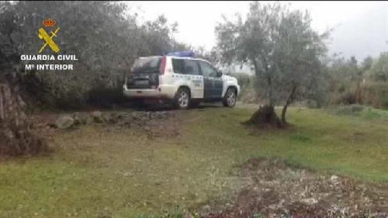 Los detenidos robaban las aceitunas a plena luz del día