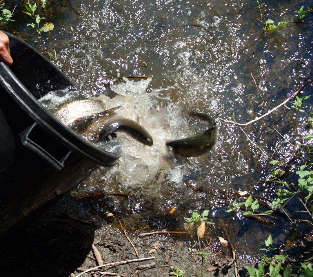 Este sábado comienza la temporada de pesca en las aguas trucheras de CyL
