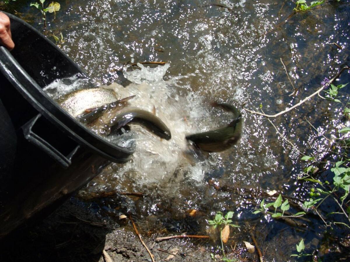 Comienza la temporada de pesca en las aguas trucheras de Castilla y León