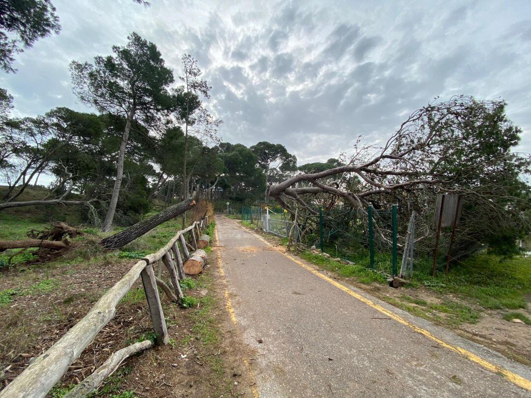 Danys del temporal Glòria després de Castelló