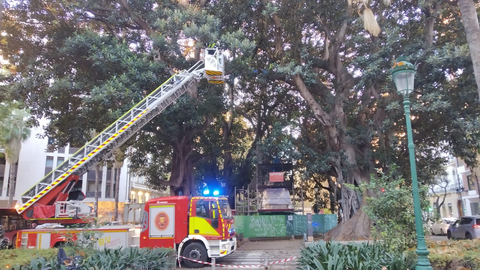 Poda de los ficus monumentales de la gran vía Marqués del Túria