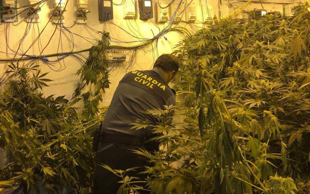 Un agente de la Guardia Civil interviene en una plantación interior de marihuana en Pulianas (Granada)