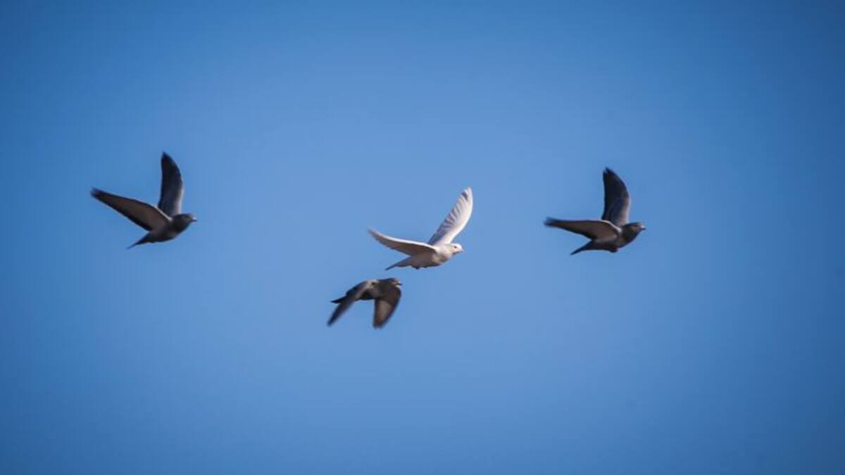 Ganemos quiere saber como se controla la proliferación de palomas en Talavera