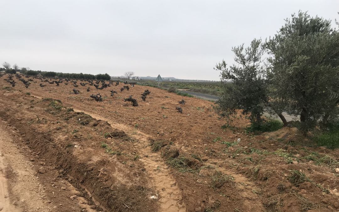 Imagen de uno de los campos de la localidad ciudadrealeña de Valdepeñas (Ciudad Real) 