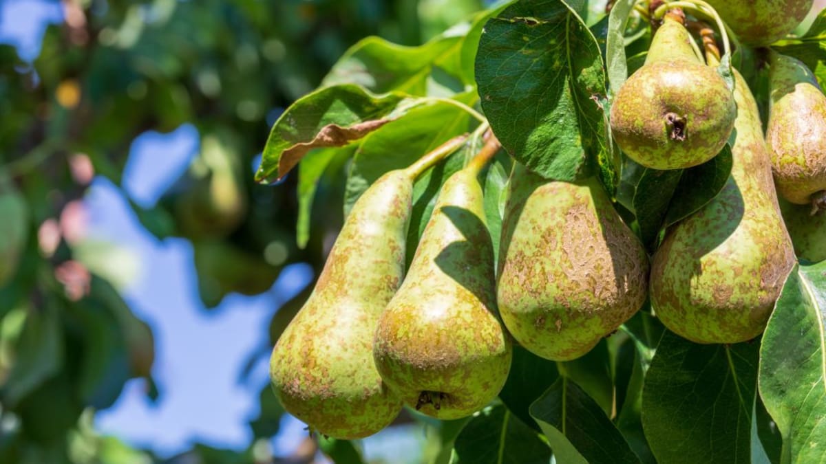Los fruticultores bercianos esperan la recogida de diez millones de kilos de pera conferencia