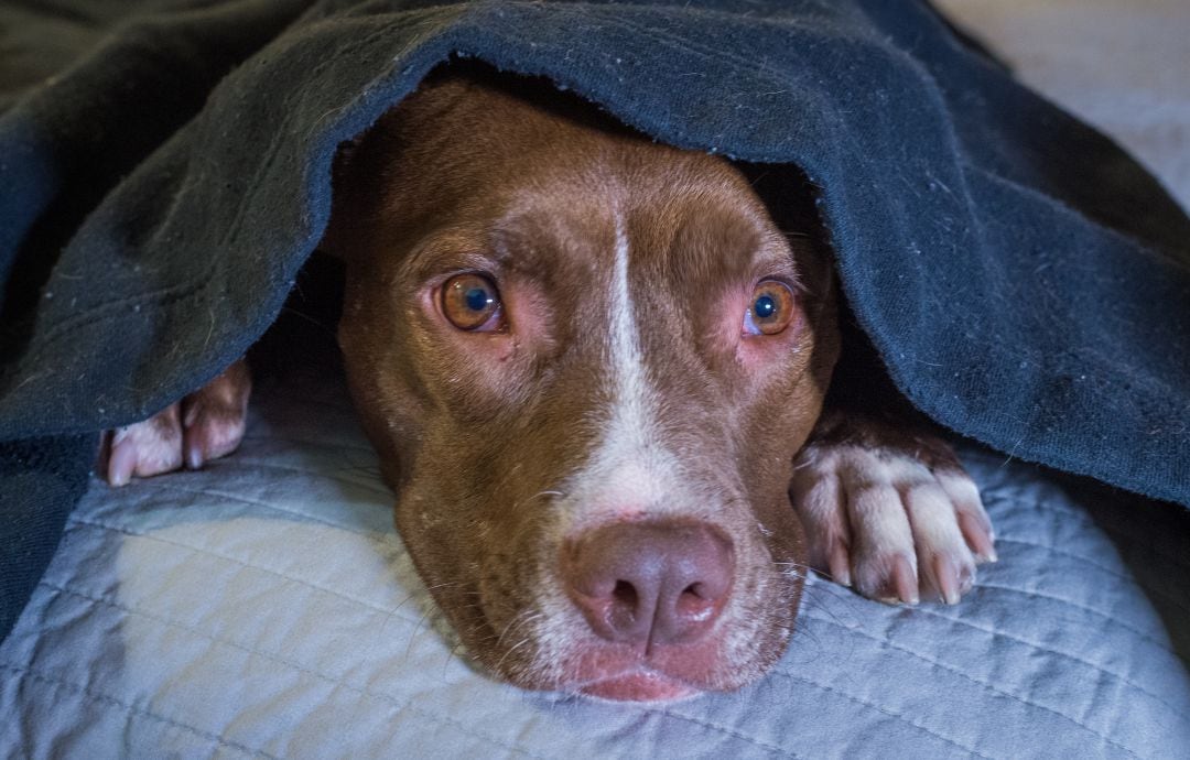 Los perros se asustan y esconden con el ruido de los petardos.