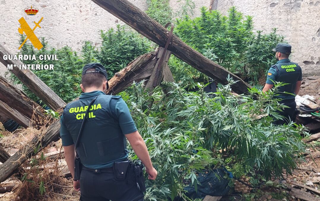La Guardia Civil localizó la plantación en una finca abandonada
