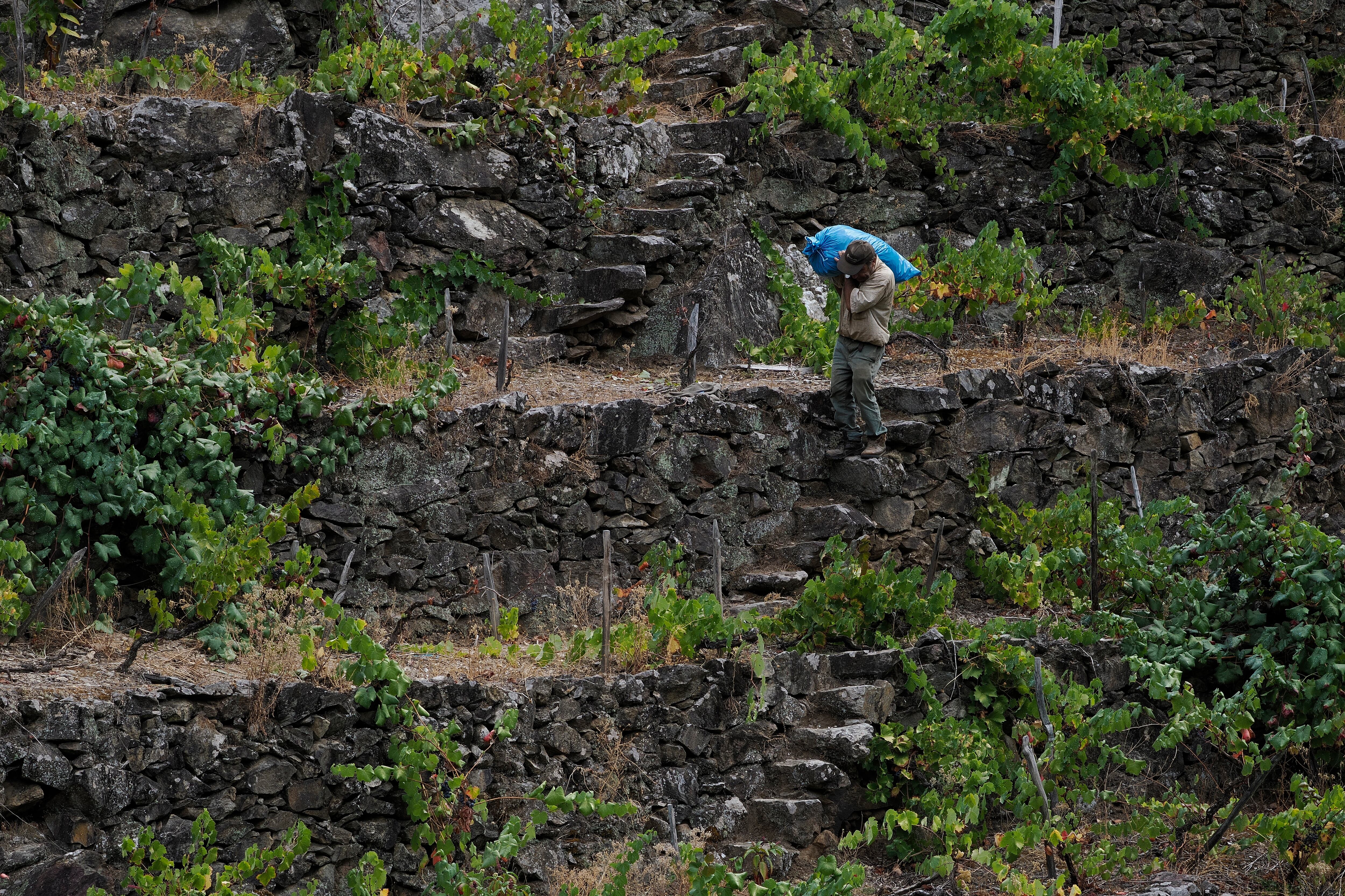 BELESAR (LUGO), 09/09/2025.- La vendimia sigue avanzando en la denominación de origen Ribeira Sacra y, en este momento -a fecha 7 de septiembre-, han entrado ya en las bodegas inscritas en el registro del consejo regulador un total de 305.718 kilos de uvas. De hecho, están ya realizando la vendimia 26 bodegas de las 92 inscritas, mientras que otras 65 están todavía pendientes de iniciar la recogida de la uva y dos de ellas han finalizado ya los trabajos en las viñas. En la imagen, recogida de uva en el viñedo de Casa Sabarei. EFE/ Efe/eliseo Trigo