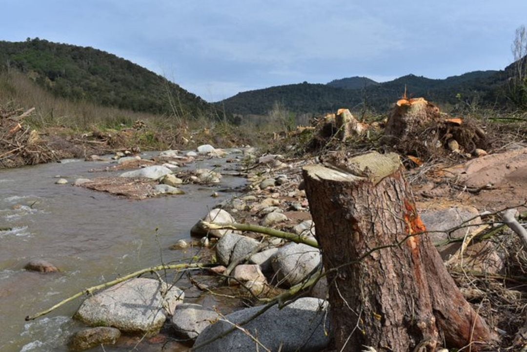 Imatge de com ha quedat la zona després de la tala.