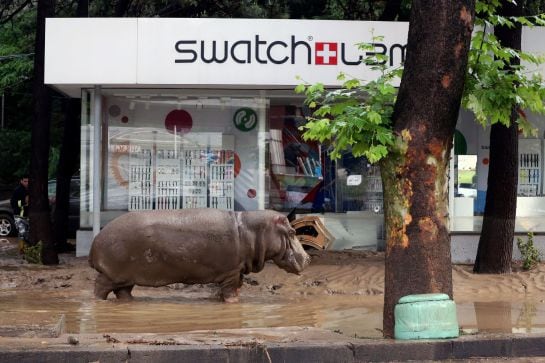 Un hipopótamo transita por las calles de la capital de Georgia.