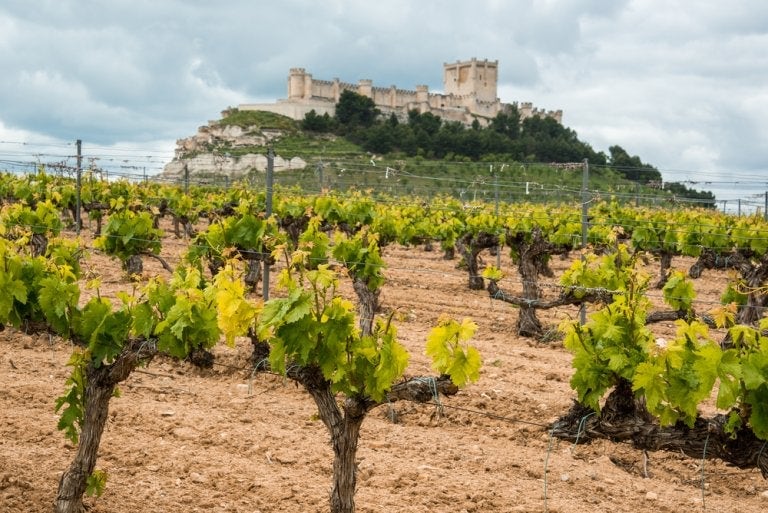 Viñedo en Peñafiel