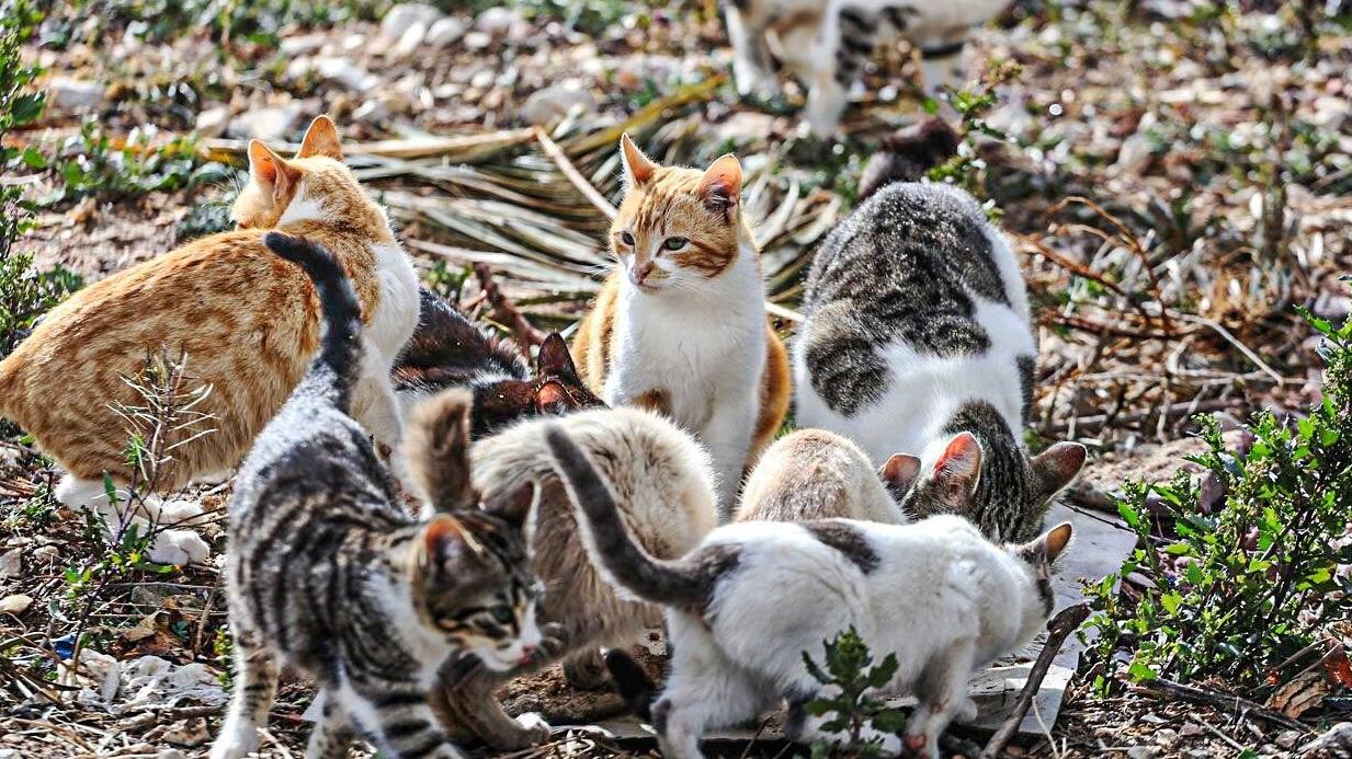 Colonia de gatos