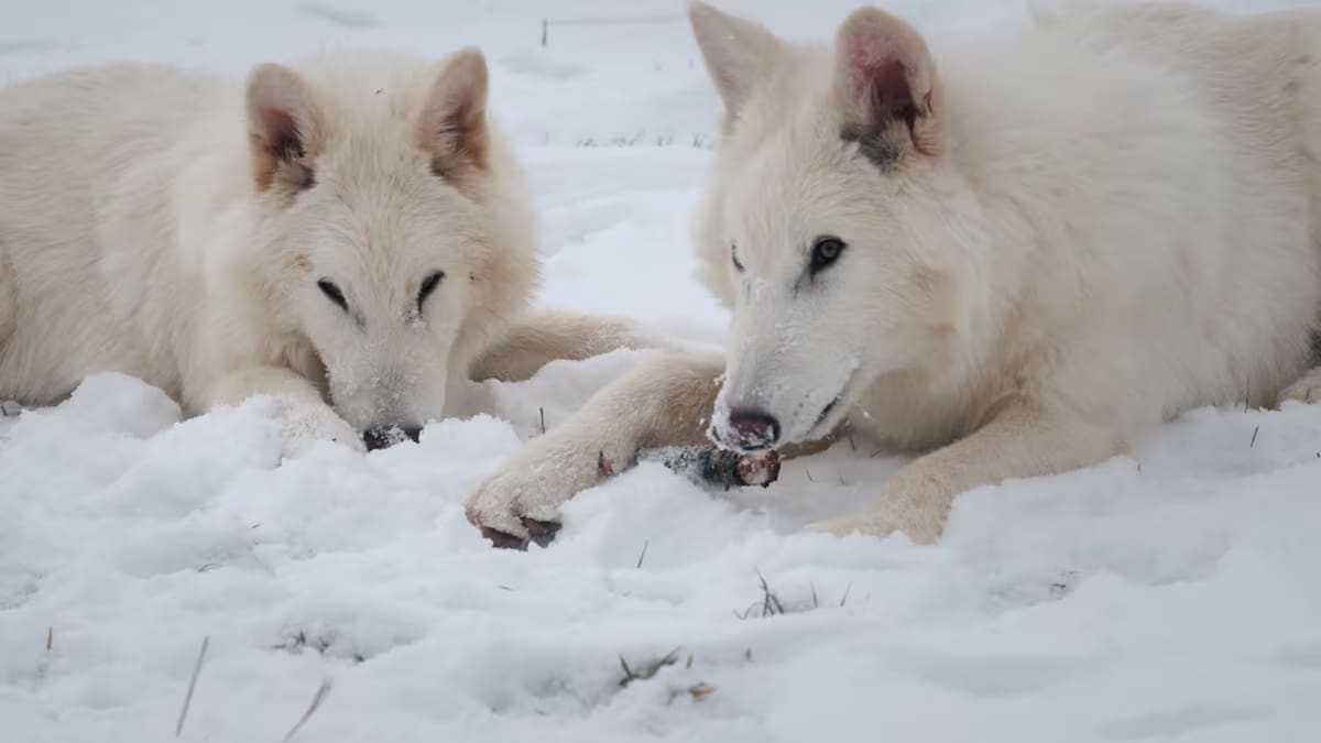 Los pros y los contras de 'desextinguir' animales que ya habían desaparecido del planeta