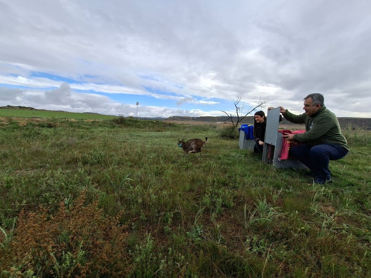 El Gobierno regional culmina la liberación de los últimos linces previstos este año
