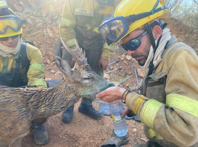 Un grupo de bomberos salva a un ciervo que se estaba quemando en el incendio forestal de Losacio (Zamora).