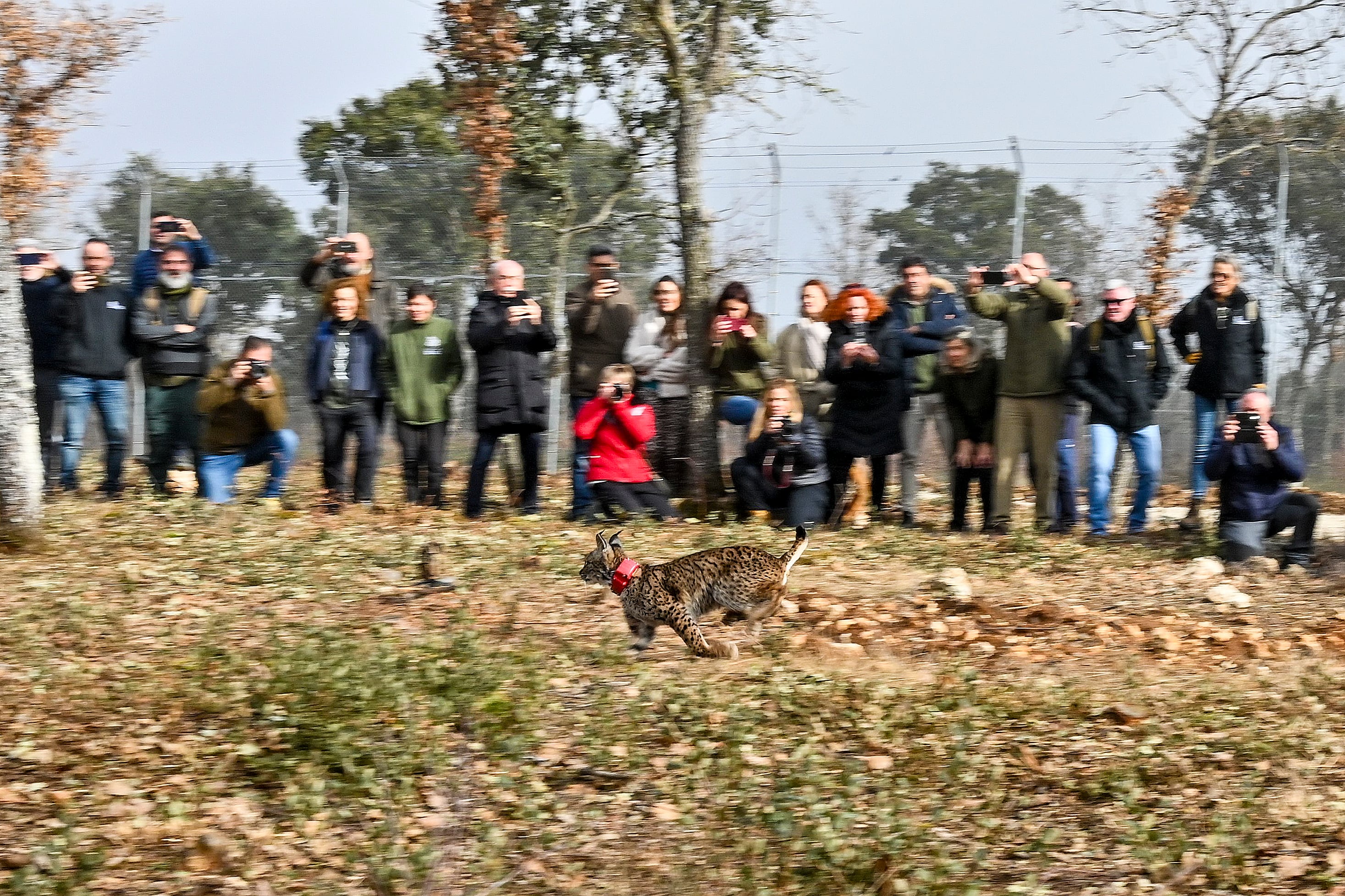 ASTUDILLO (PALENCIA), 17/02/2025.- Suelta de dos ejemplares de linces ibéricos como parte del programa para la reintroducción del lince ibérico en Castilla y León, este lunes en Astudillo (Palencia). EFE/ Almudena Alvarez
