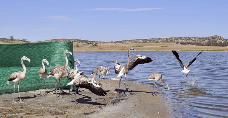 Suelta de flamencos en la Laguna de Pétrola (Albacete), tras unas semanas de recuperación de estas aves en el Centro de Aves de la Junta de Albacete tras haber sido afectadas por el pedrisco.