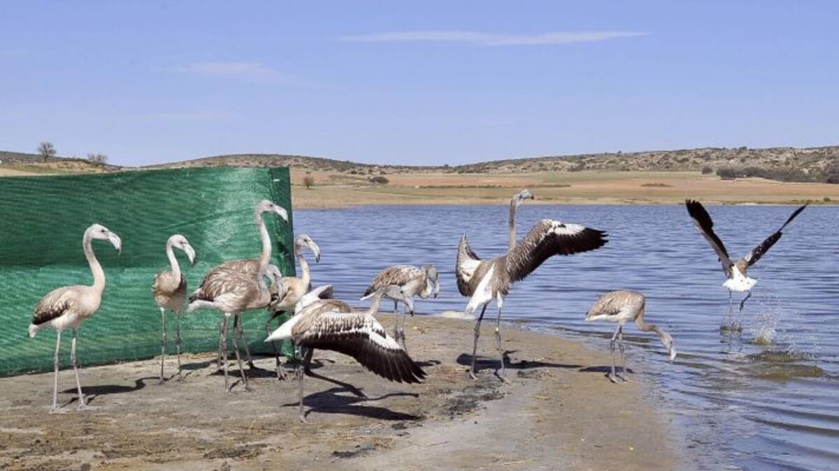 Día Mundial de las Aves