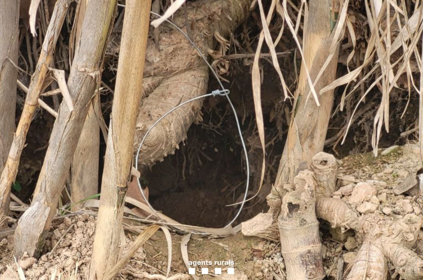 Un dels llaços il·legals col·locats per un furtiu a Juneda i denunciat pels Agents Rurals. Foto: Agents Rurals.