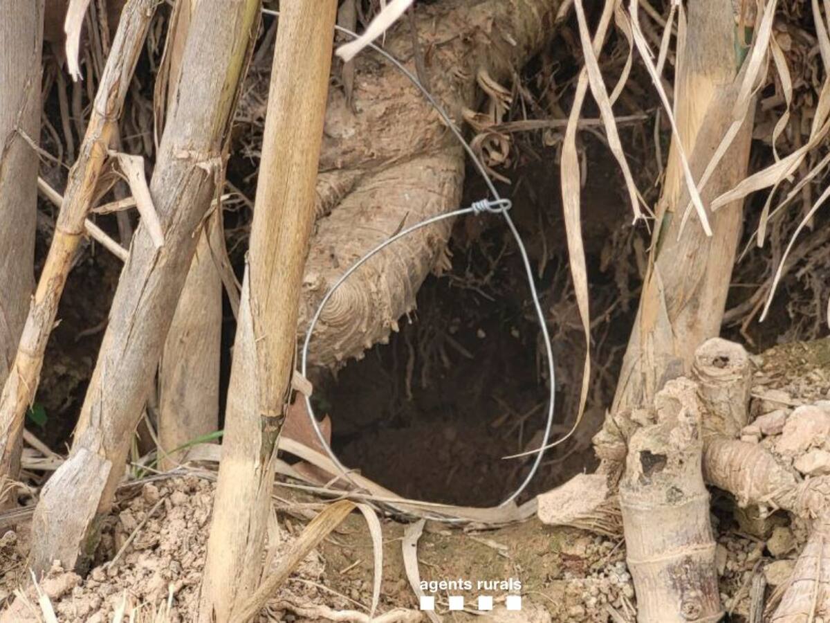 Denuncien un furtiu per haver instal·lat 30 llaços per capturar mamífers a Juneda