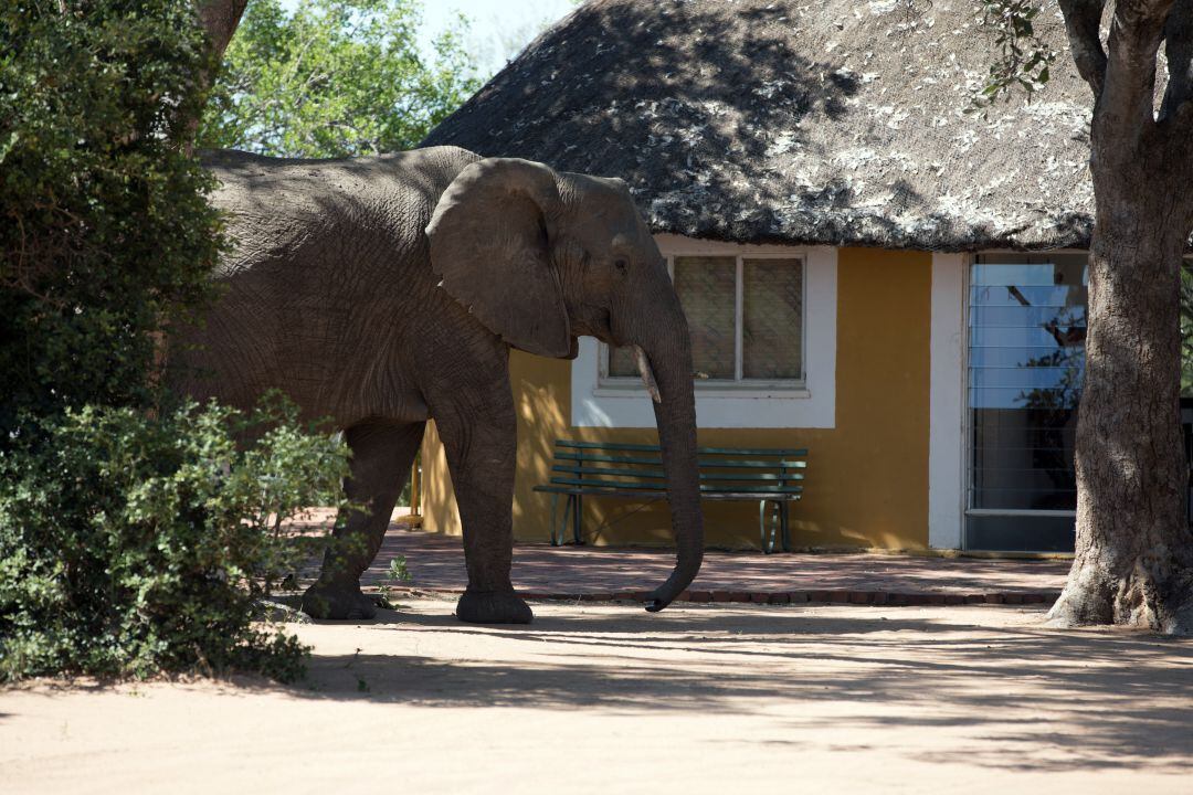 Imagen de un elefante africano