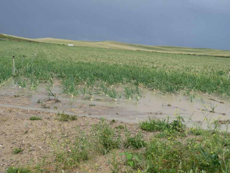 Efectos de las últimas lluvias en la campiña