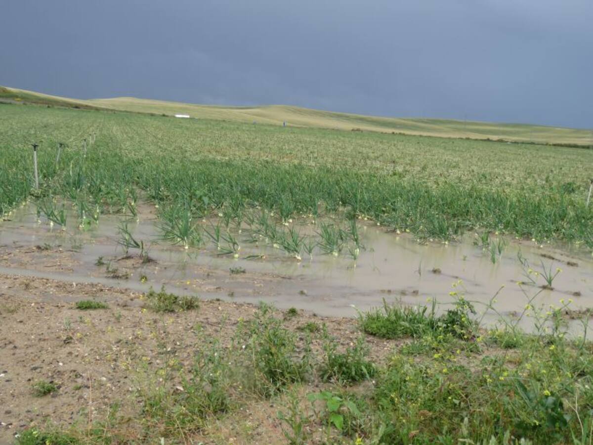 Las últimas lluvias 'normalizan' el año agrícola en Córdoba