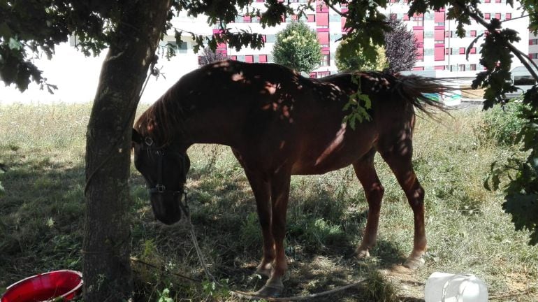 Yegua abandonada en el barrio de O Castiñeiro, hace algunos años