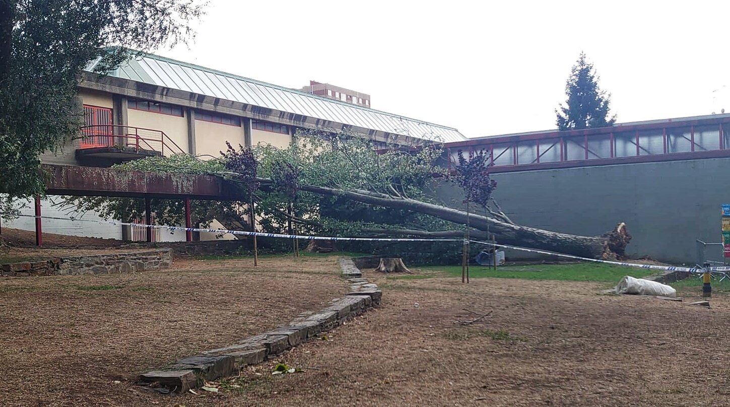 Árbol caído en el barrio de las Flores