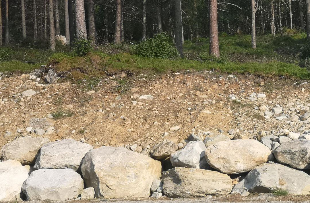 ¿Puedes encontrar al perro escondido?