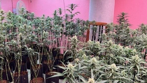 La intervención se produjo tras diversas quejas vecinales en torno a una vivienda en Elda