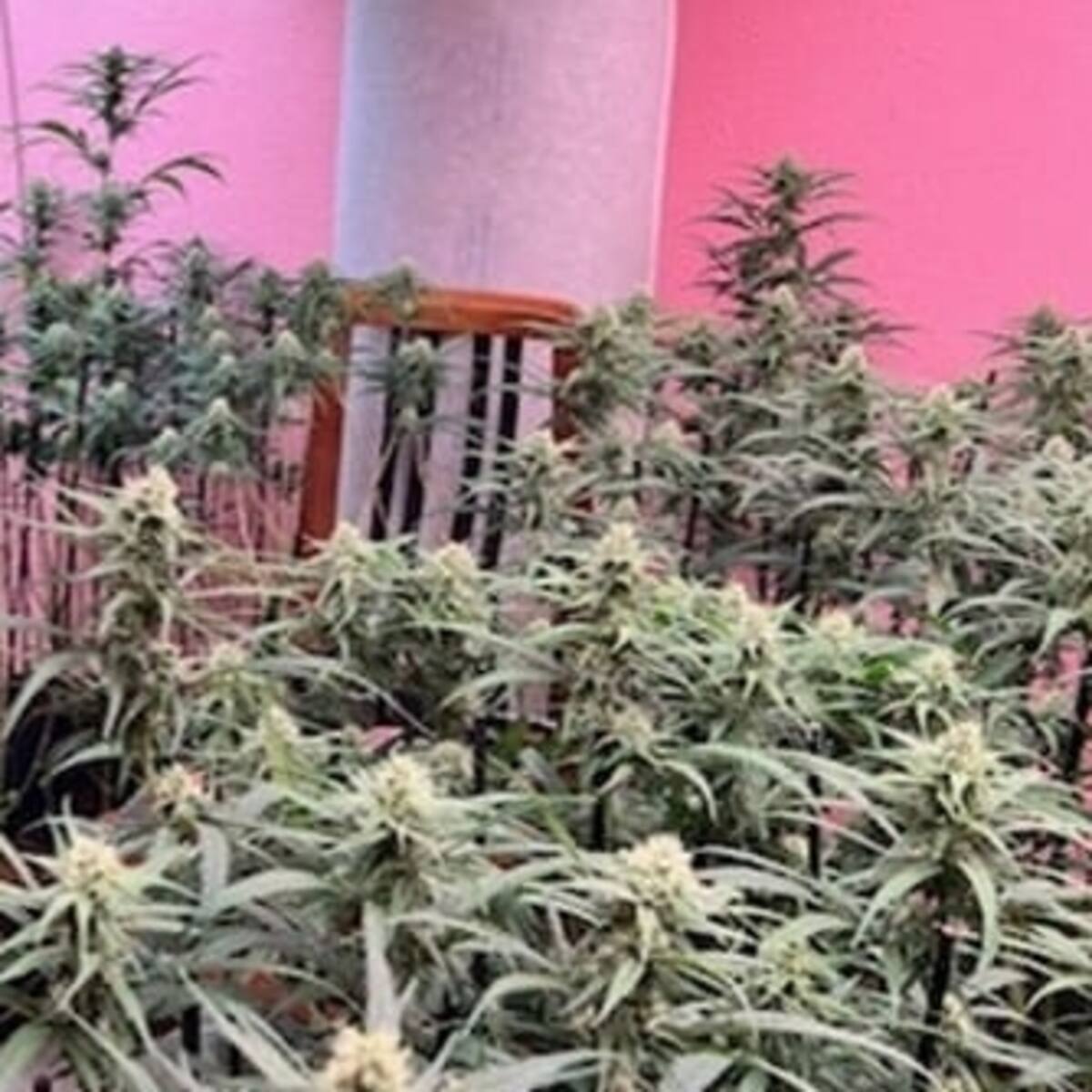 La Policía Nacional incauta 465 plantas de marihuana en dos viviendas de Elda y Petrer