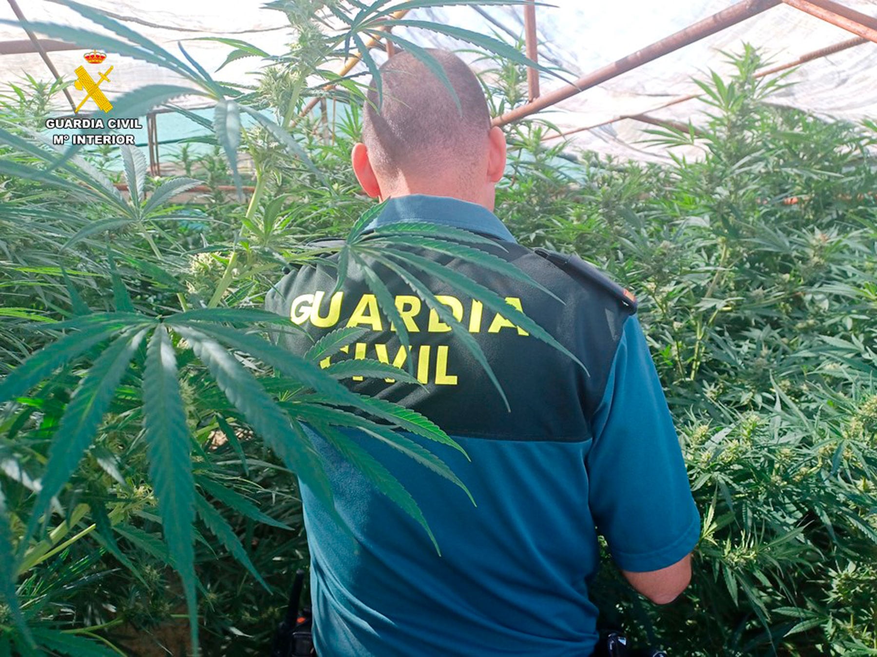 Un agente de la Guardia Civil en la plantación de Agres