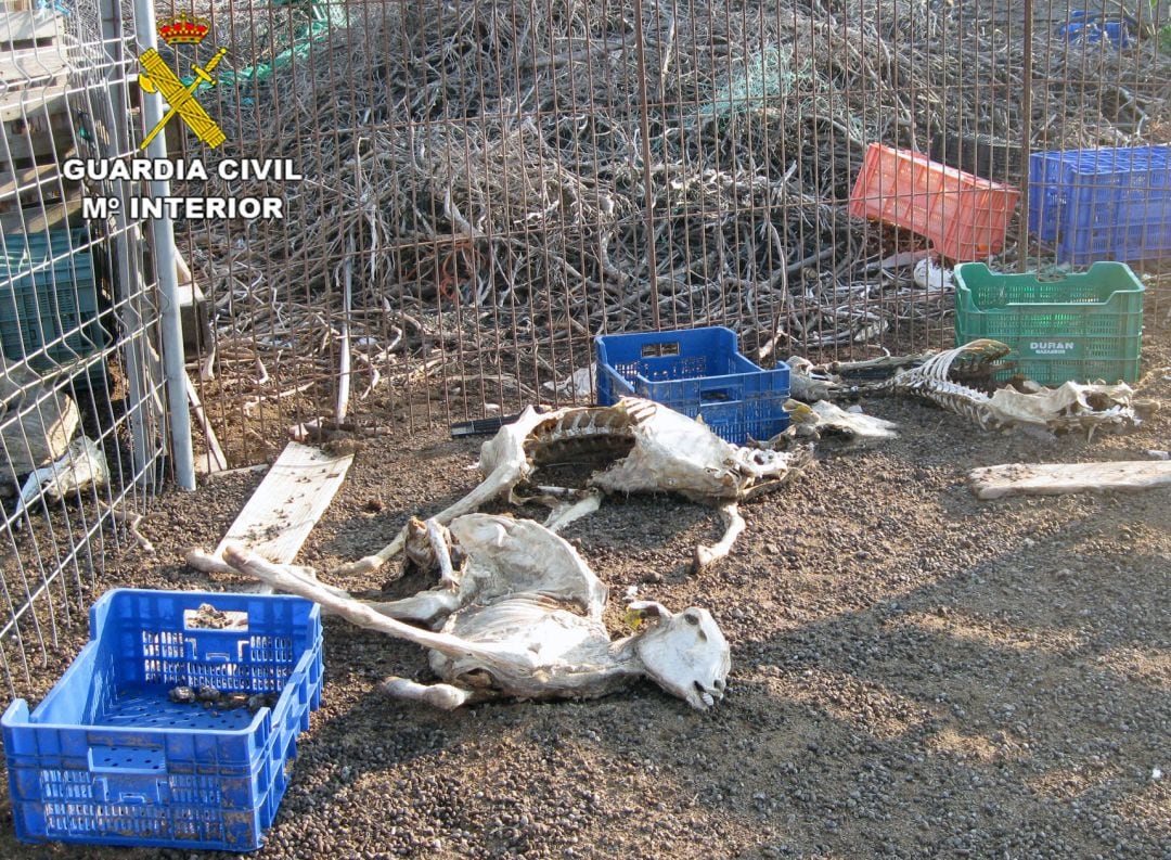 Ganado ovino en estado de descomposición