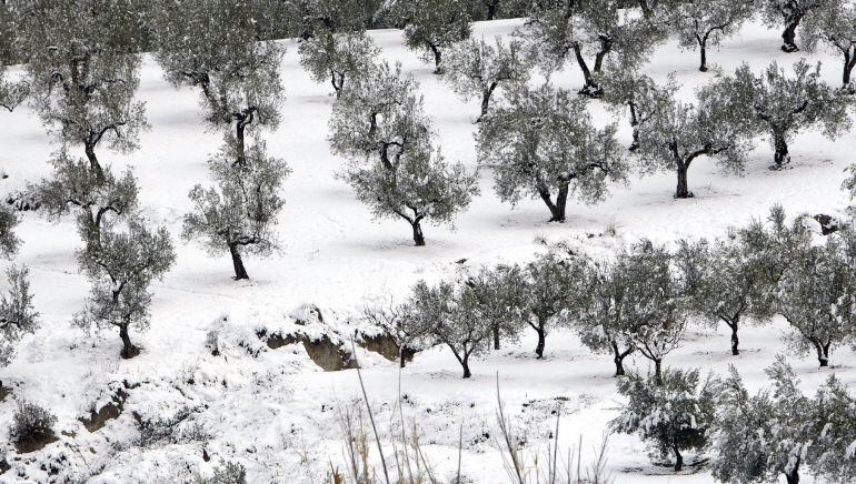 Olivos helados (archivo)