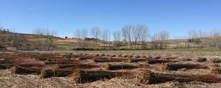 El mimbre se cultiva en la comarca de la Alcarria.