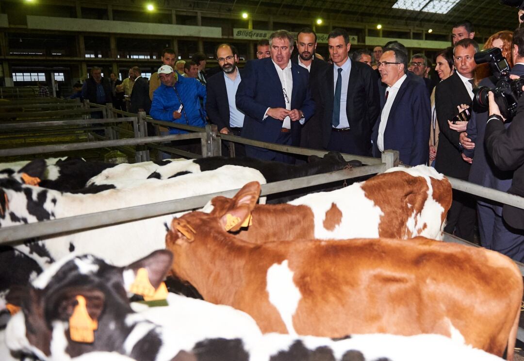 Pedro Sánchez durante la visita al mercado  nacional de ganados