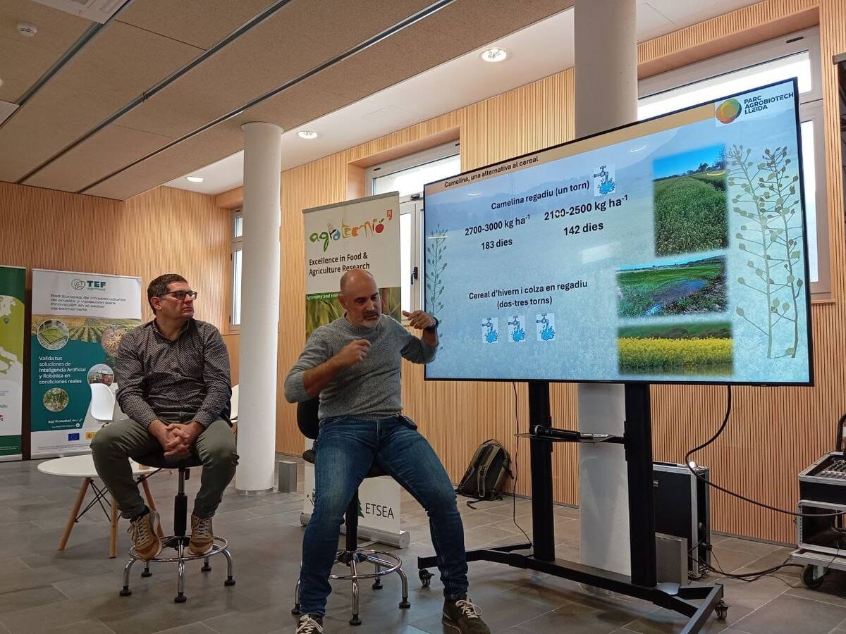 "La camelina necessita menys aigua i és més resistent a la sequera que els cereals"