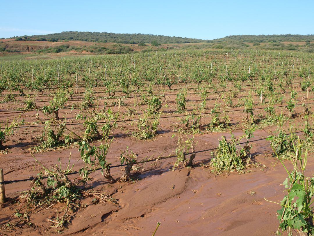 Viñedo afectado el pedrisco y las inundaciones de la terdcera semana de junio en La Rioja.